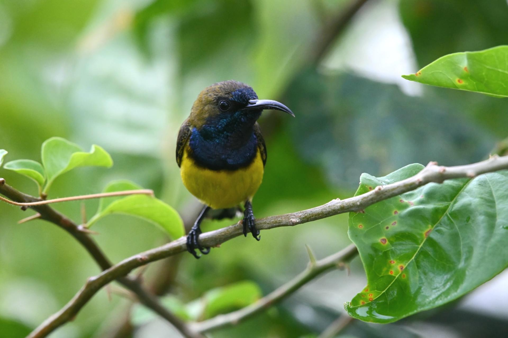 Geelbuikhoningvogel, zittend op een tak, donkerblauwe kop, gele buik, donkere snavel.