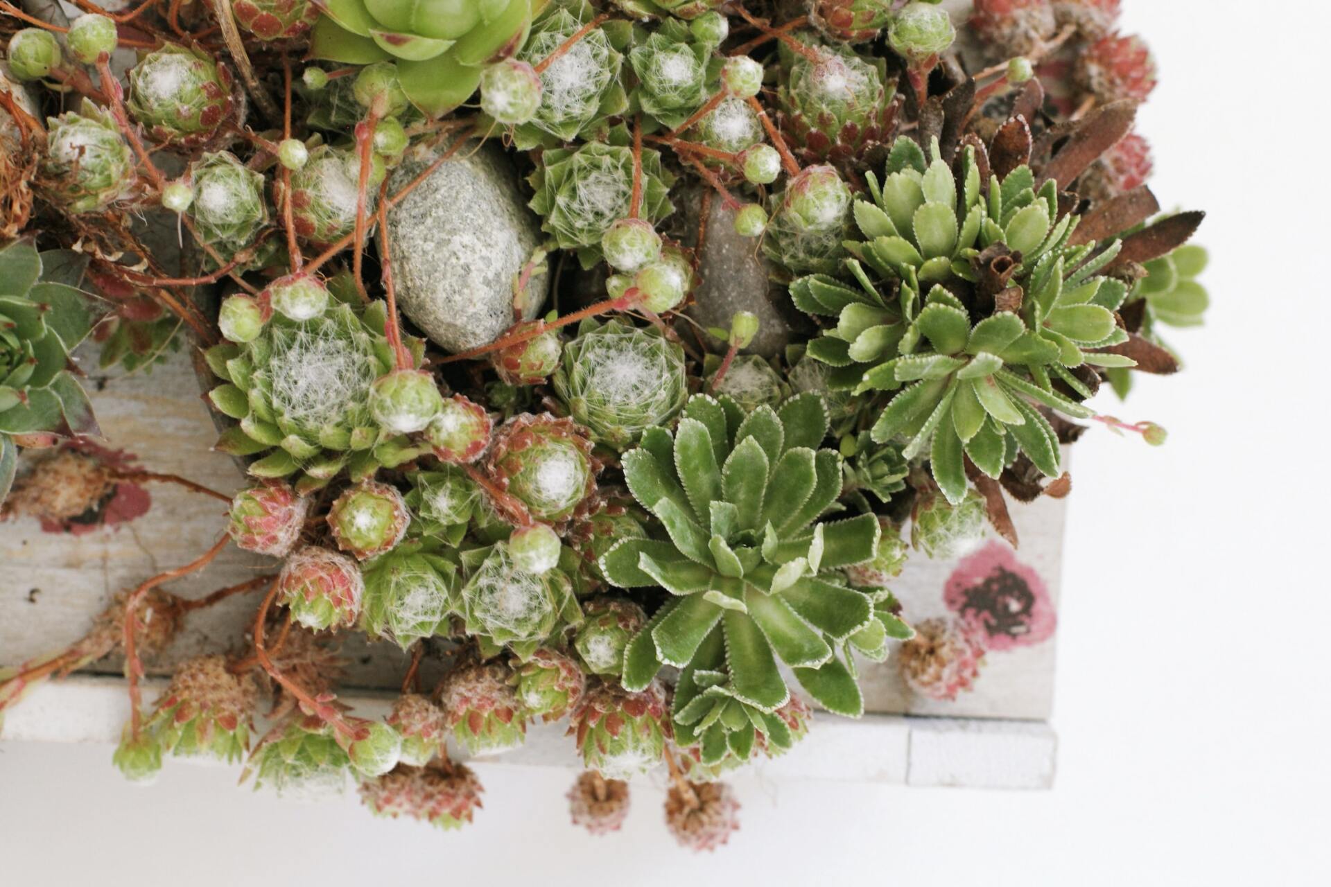 Close-up van een arrangement met vetplanten in een lichtgekleurde rechthoekige pot, met diverse groene en roodachtige planten.