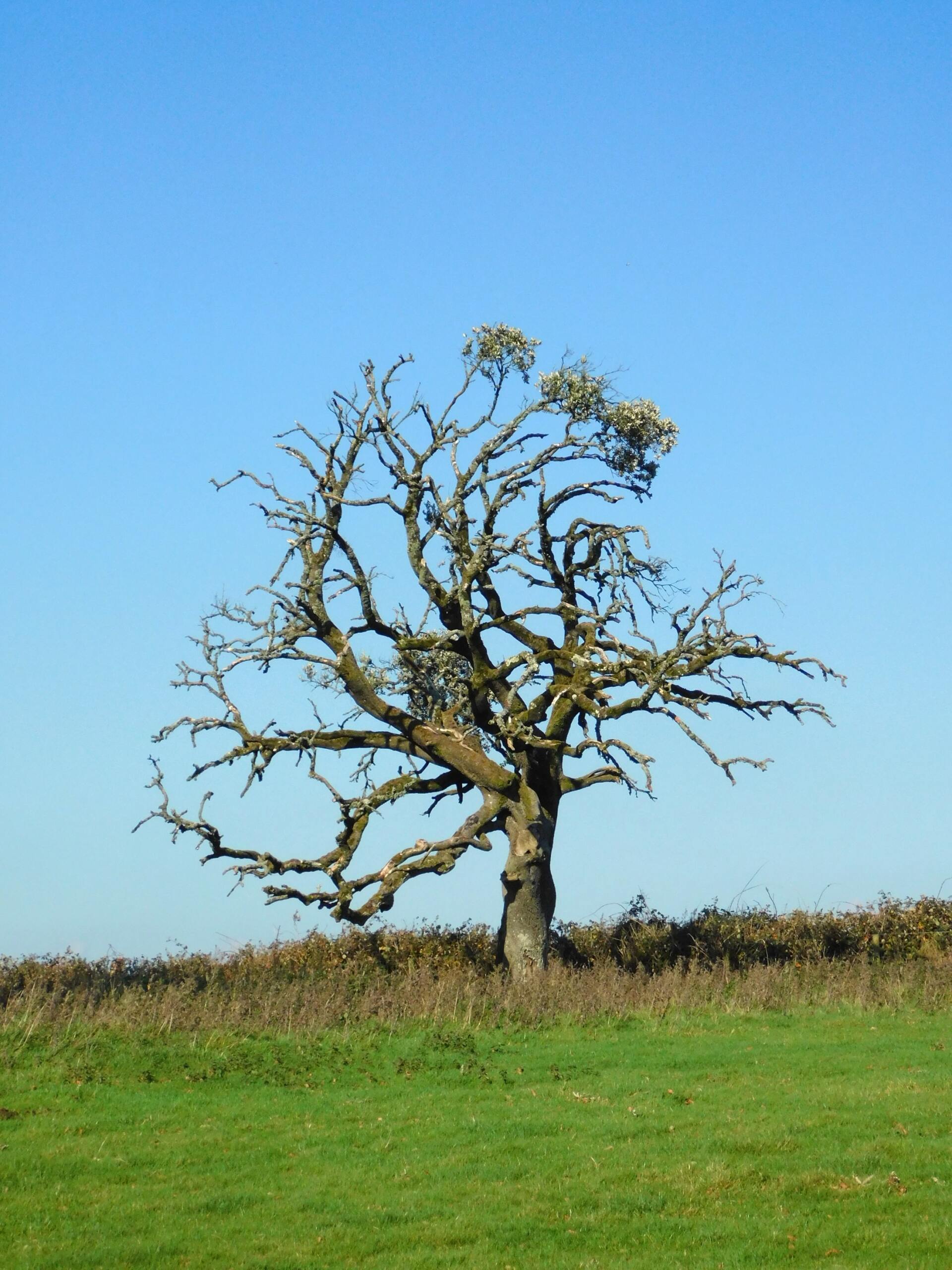 State College tree service dead/dying tree