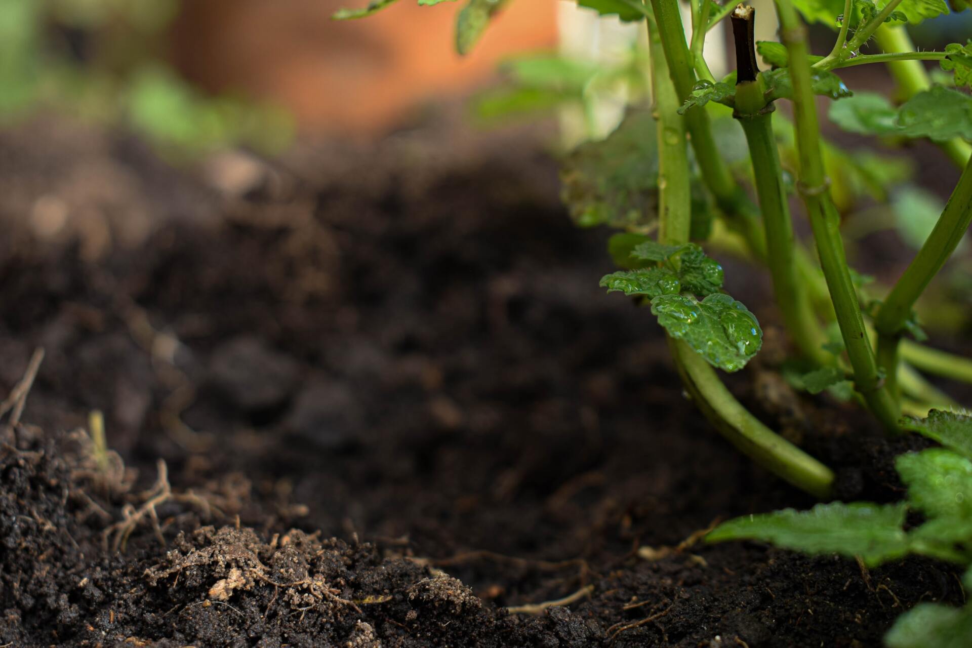 Soil_Testing_Hand_Holding_Soil