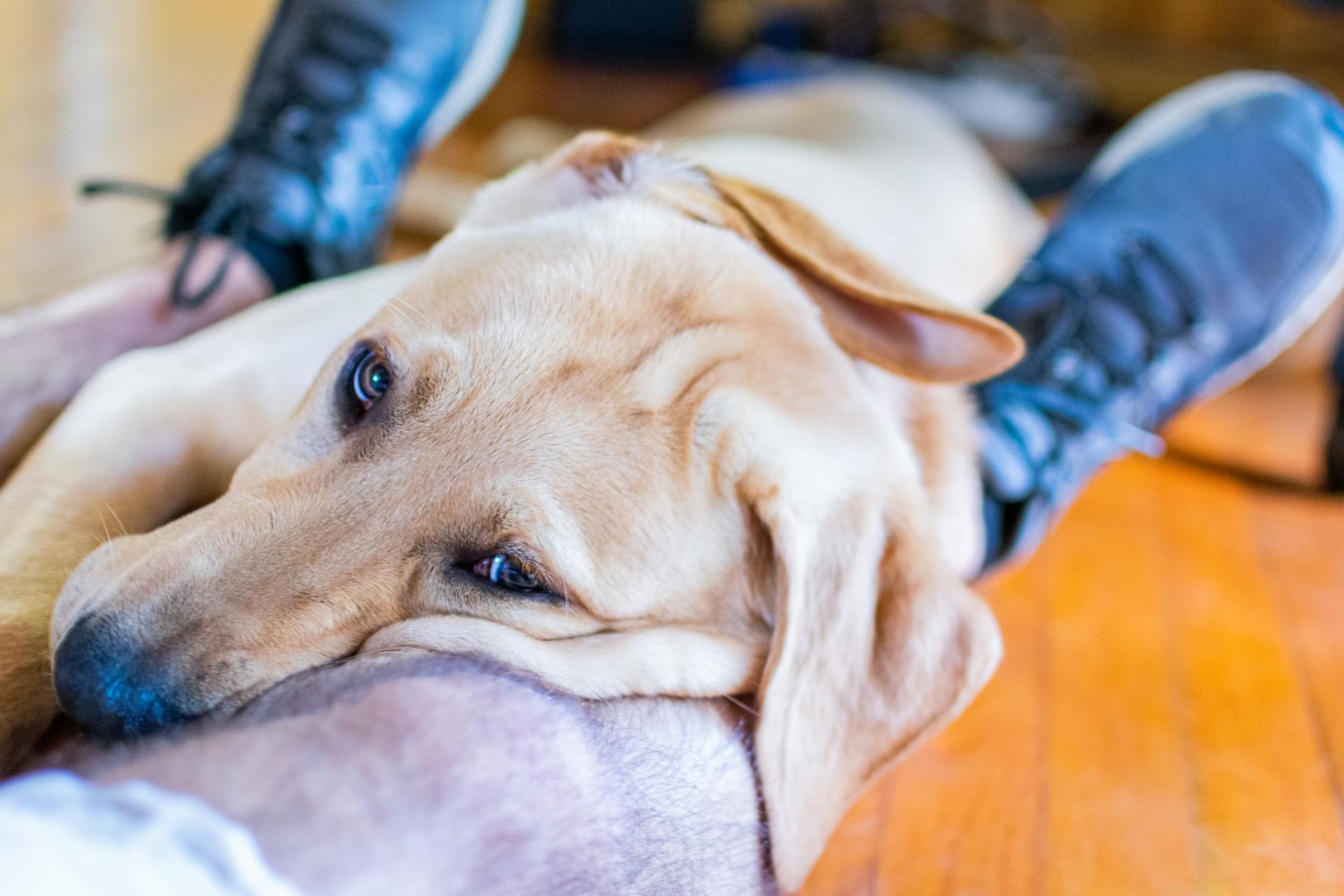 Sad dog curled up on knee Sad dog curled up on knee