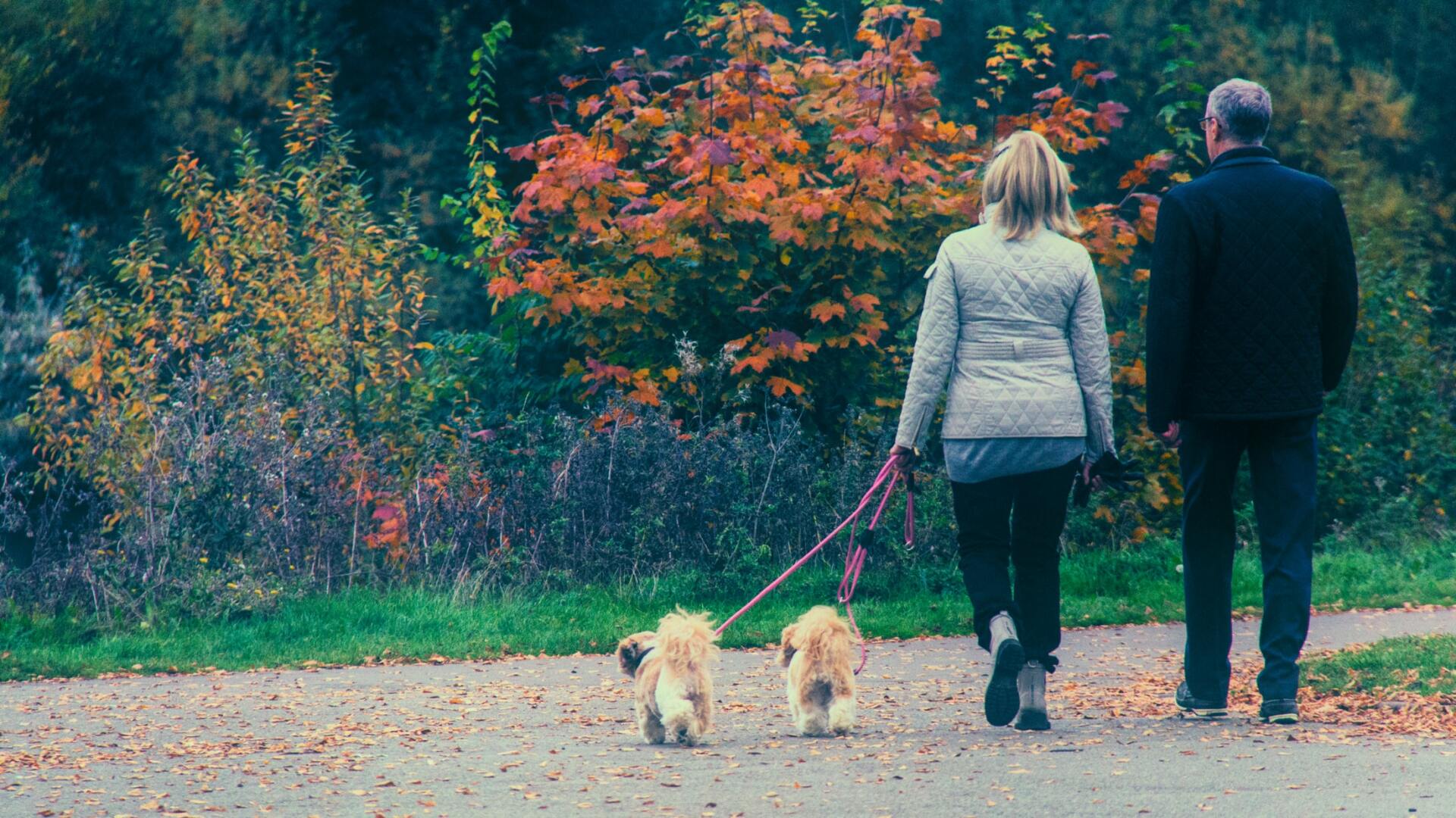 Best Time to Walk Your Dog