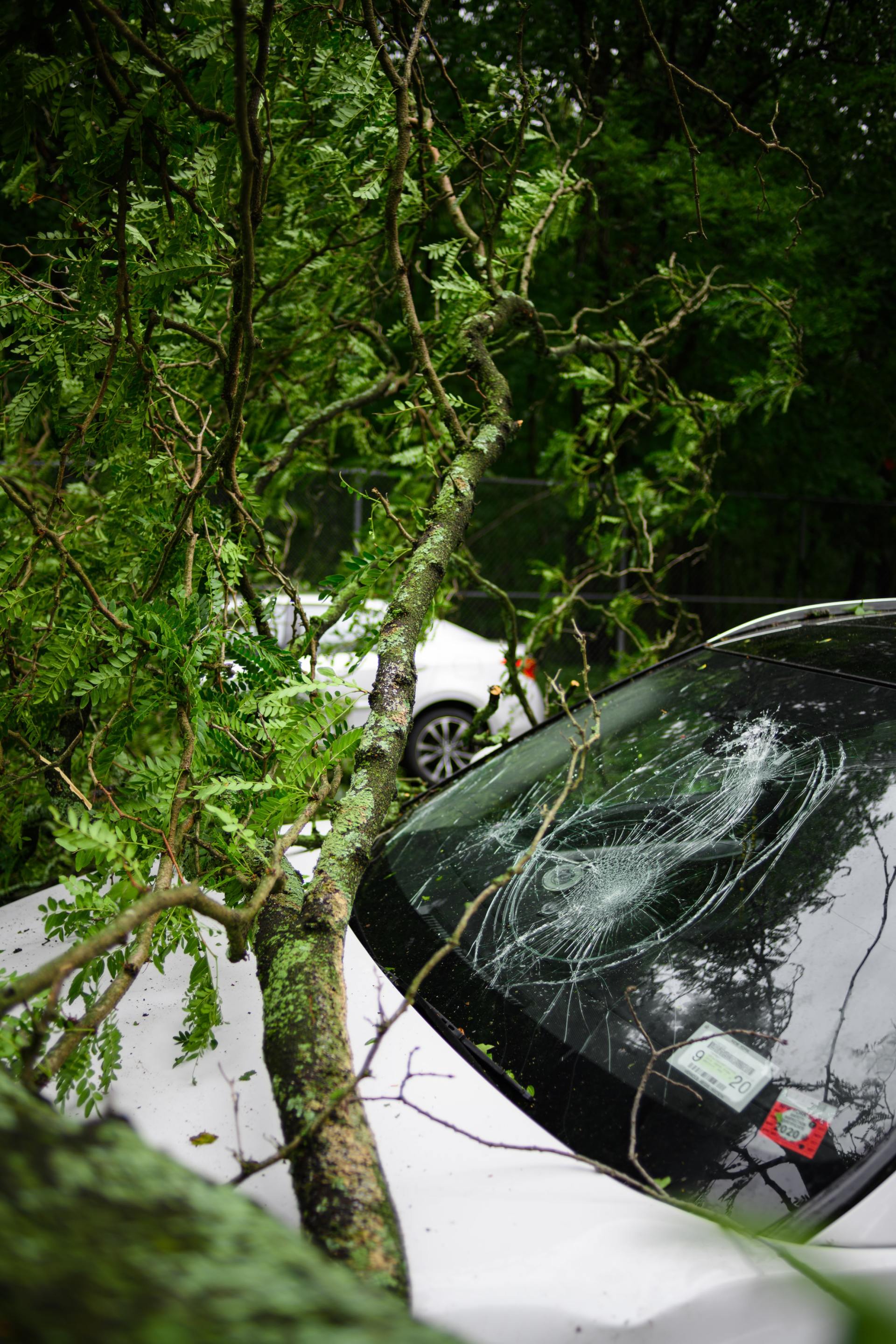 A tree trunk rests on the roof of a white car, with another car visible in the background.