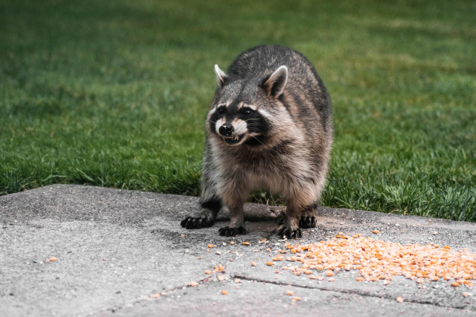 Raccoon on concrete by grass, eating spilled corn. Gray fur, black mask, looking alert.