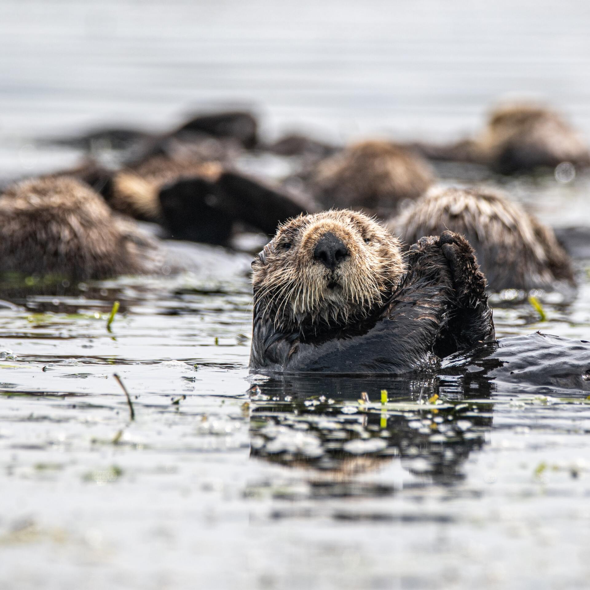 Sea otter floating in water, looking towards the viewer, with other otters in the background.