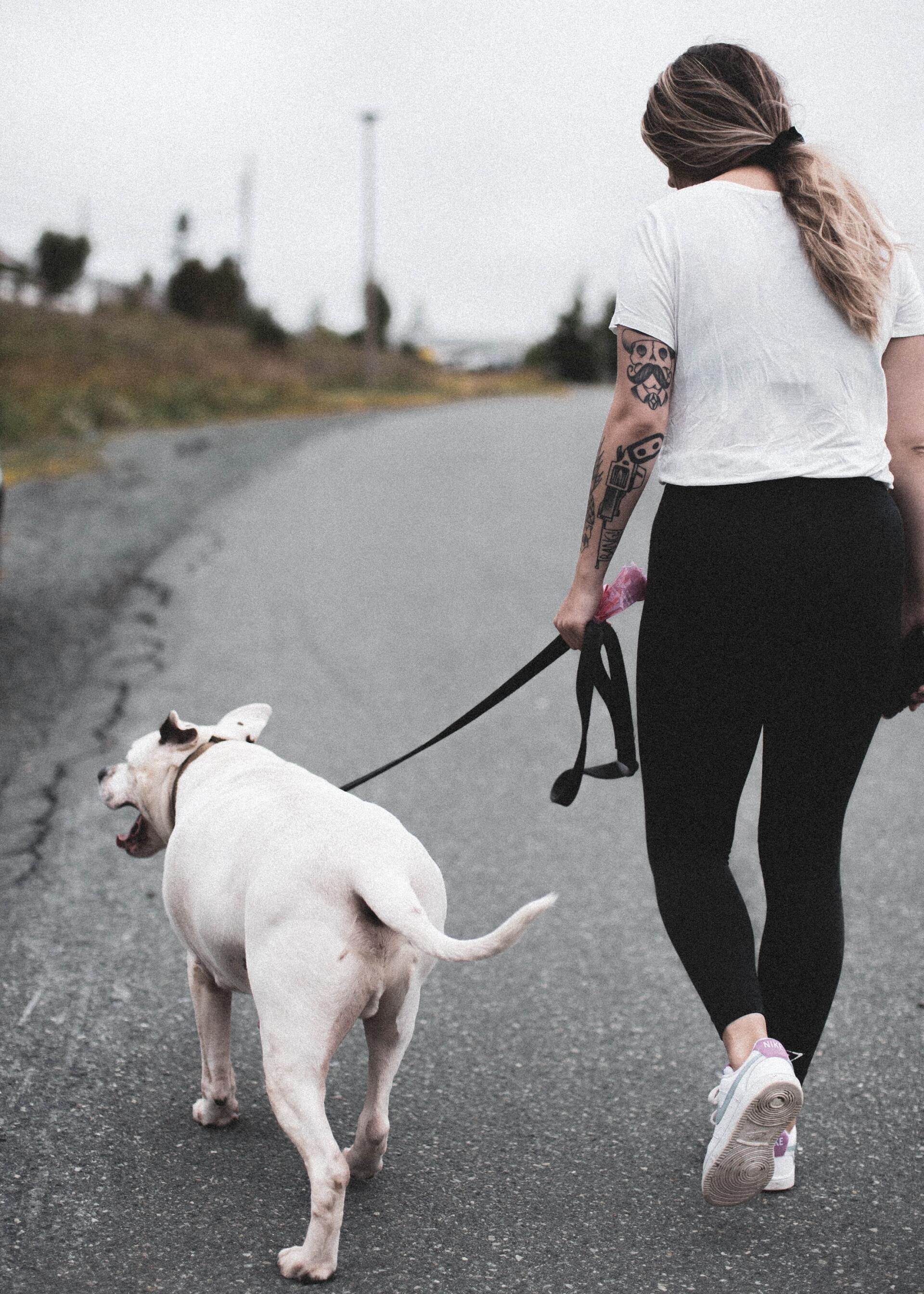 3 Best Dog Collars for Pulling