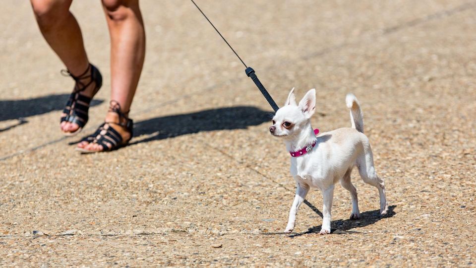 Dog Walking