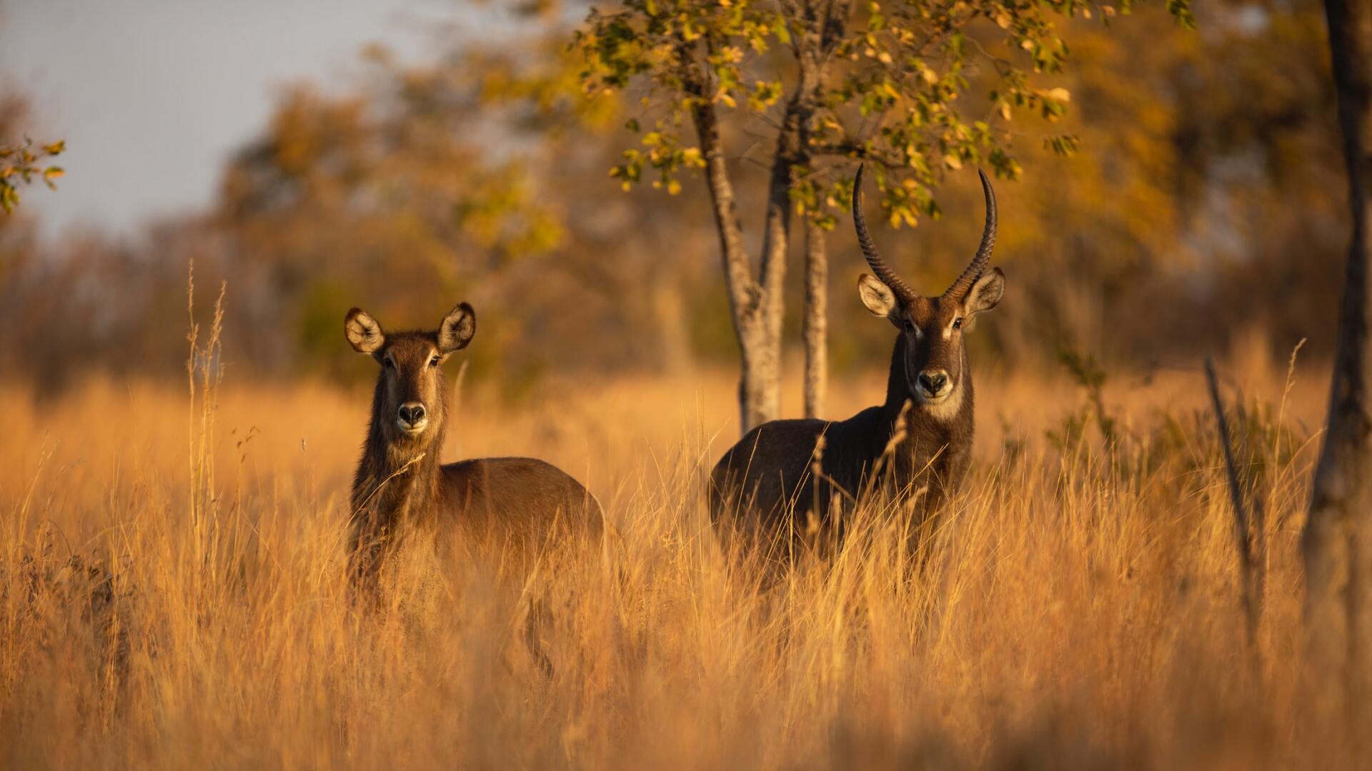 Two waterbucks stand in golden tall grass near trees, illuminated by sunlight.