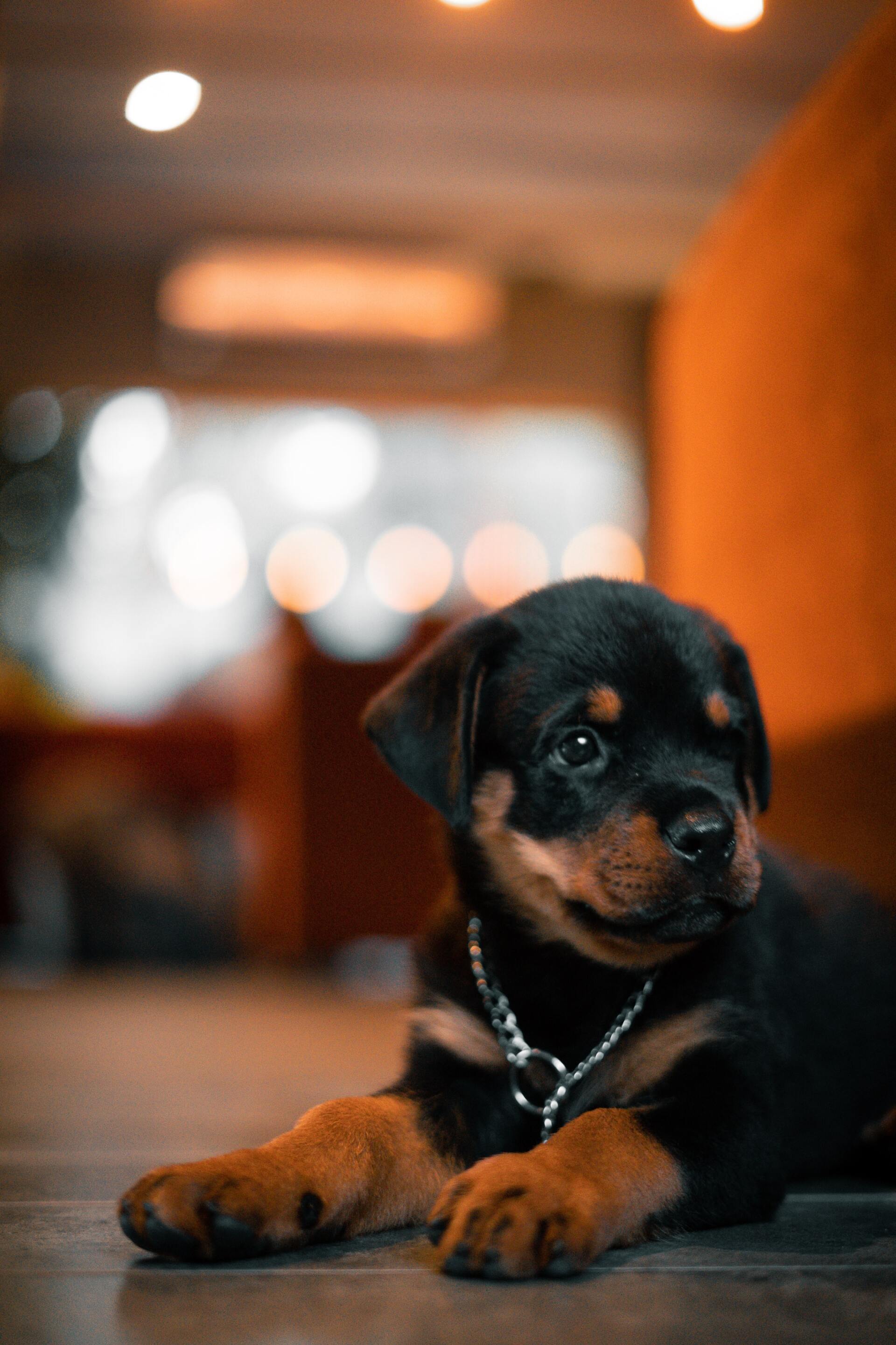 Rottweiler Nieuws - Aanbod van Rottweiler pups enorm gestegen door de vraag naar pups