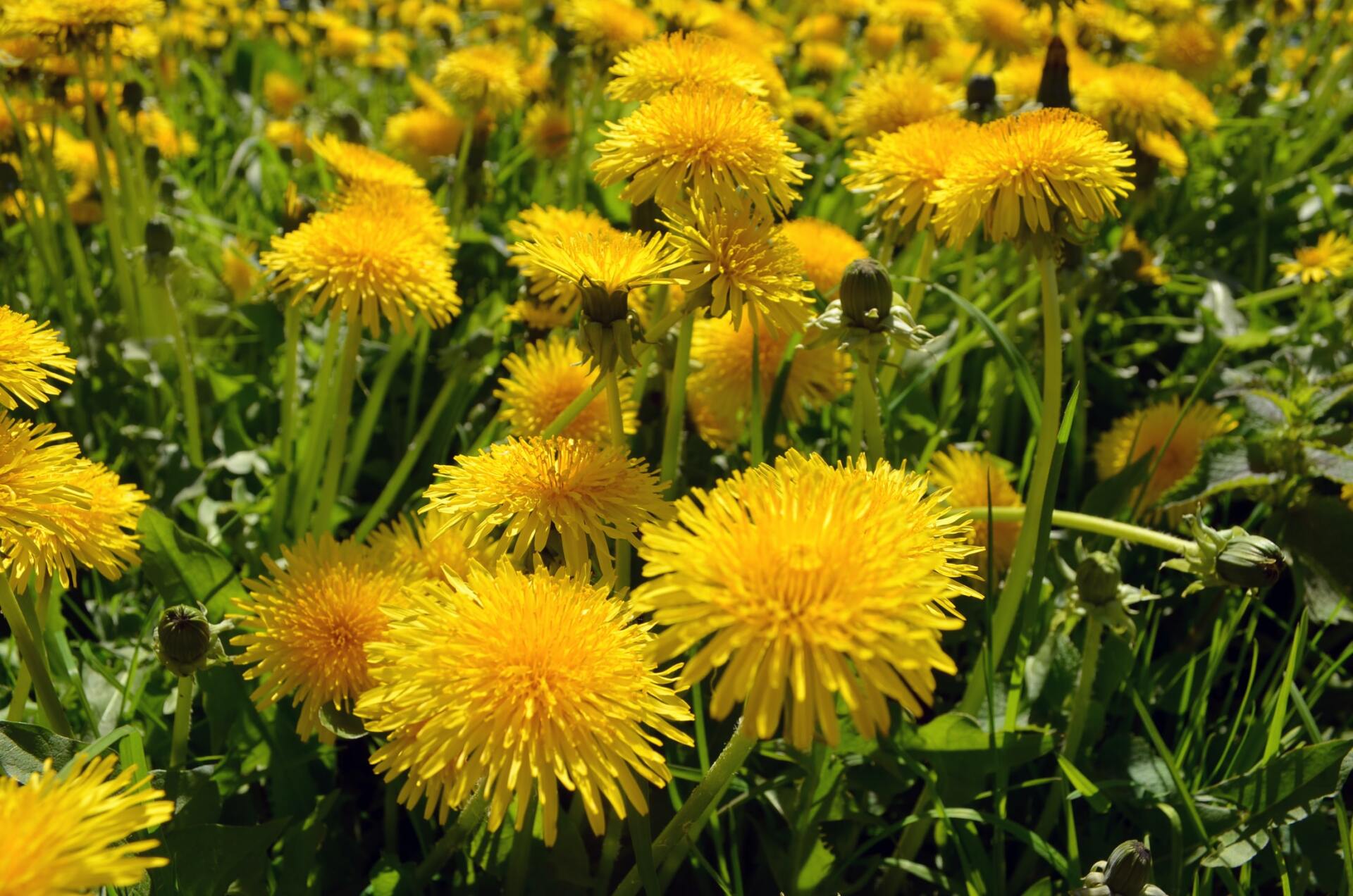 Weed Control & Fertilization Lawn Care