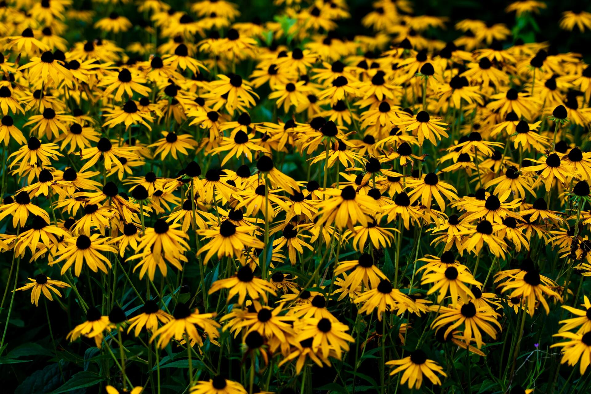 Yellow flowers with black center button, grows well in full sun.