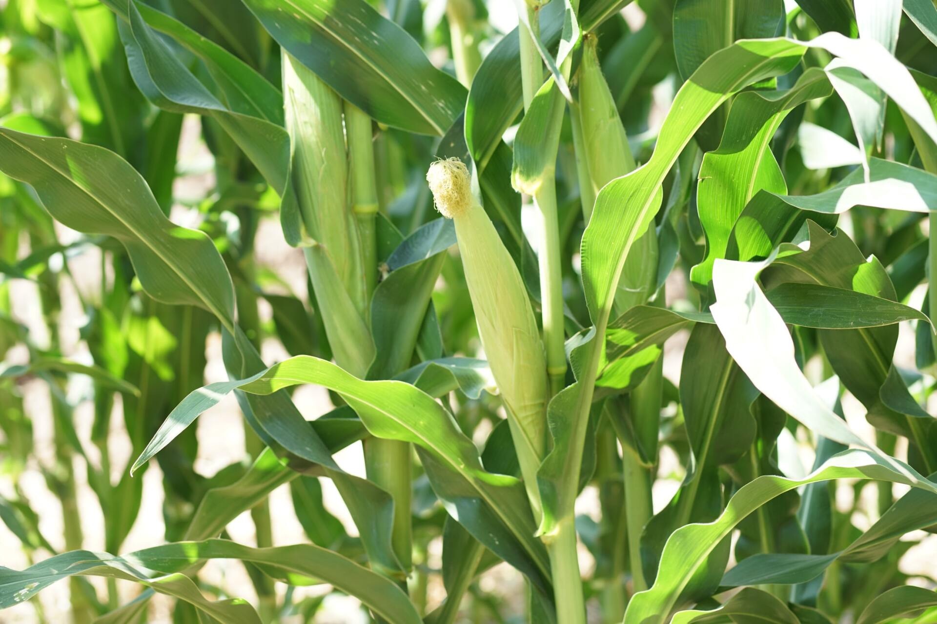 A close up of a corn plant with green leaves growing in a field.