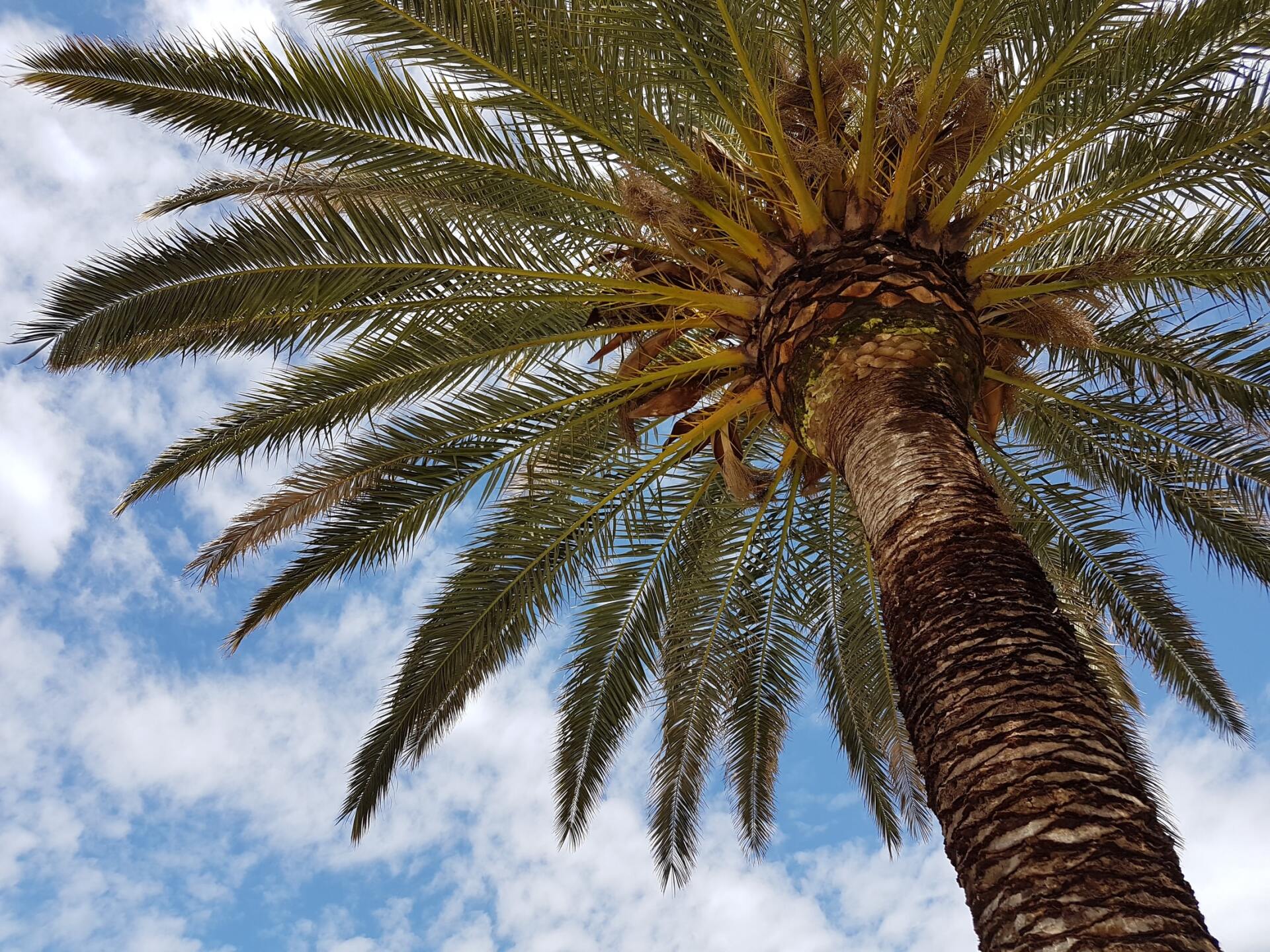 Palm Tree Removal Service