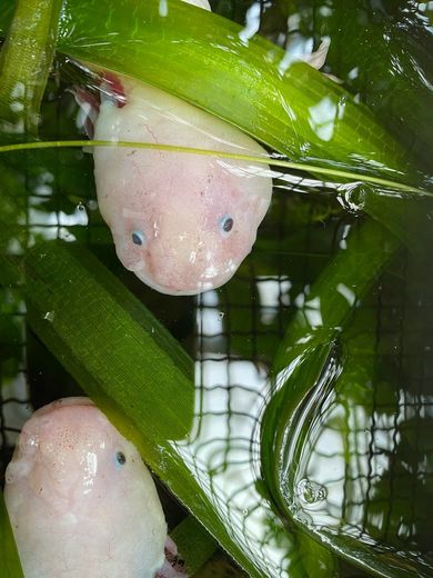 Axolotl im Aquarium, Patienten online-vet.net