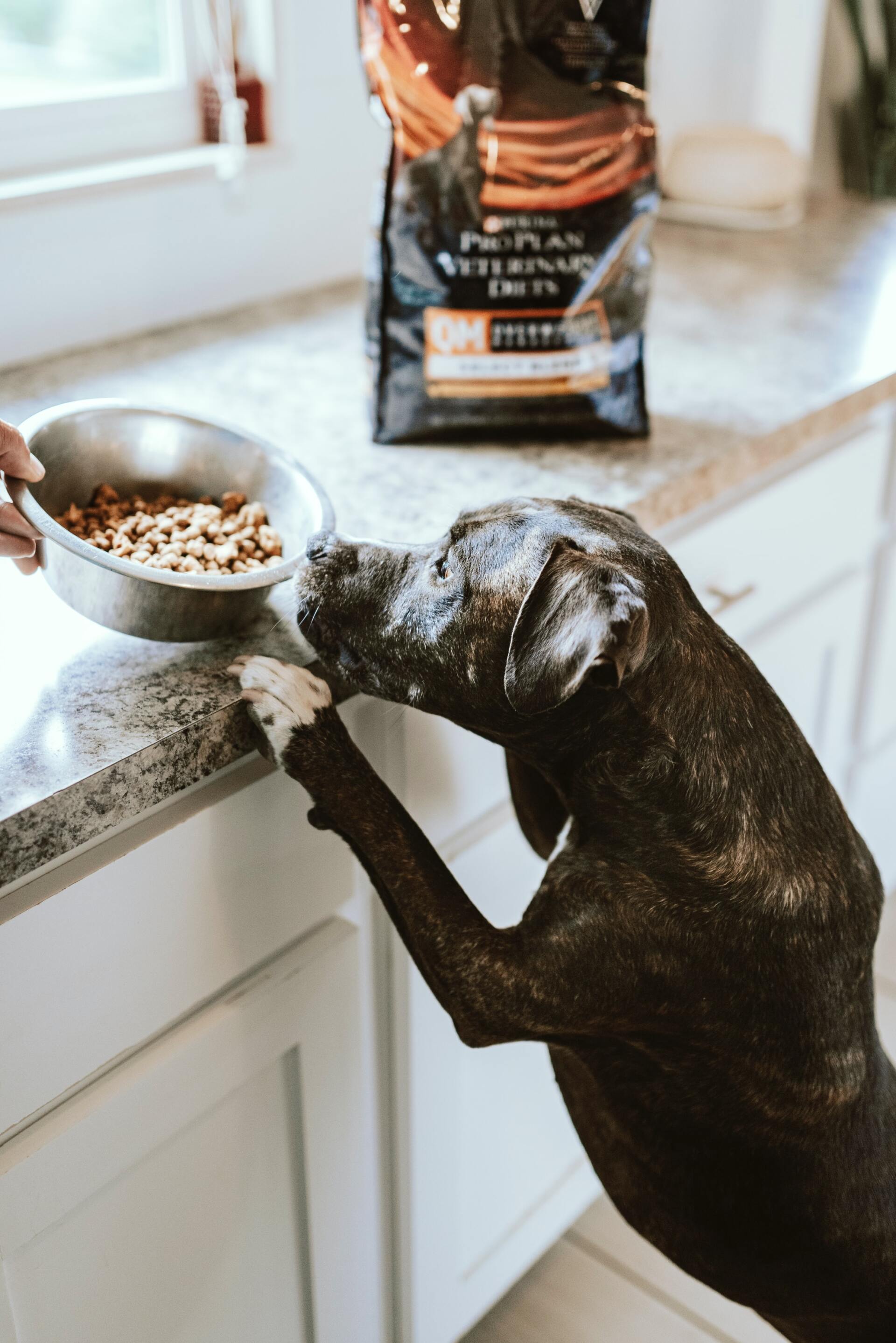Dog Care Resources- Homemade Puppies