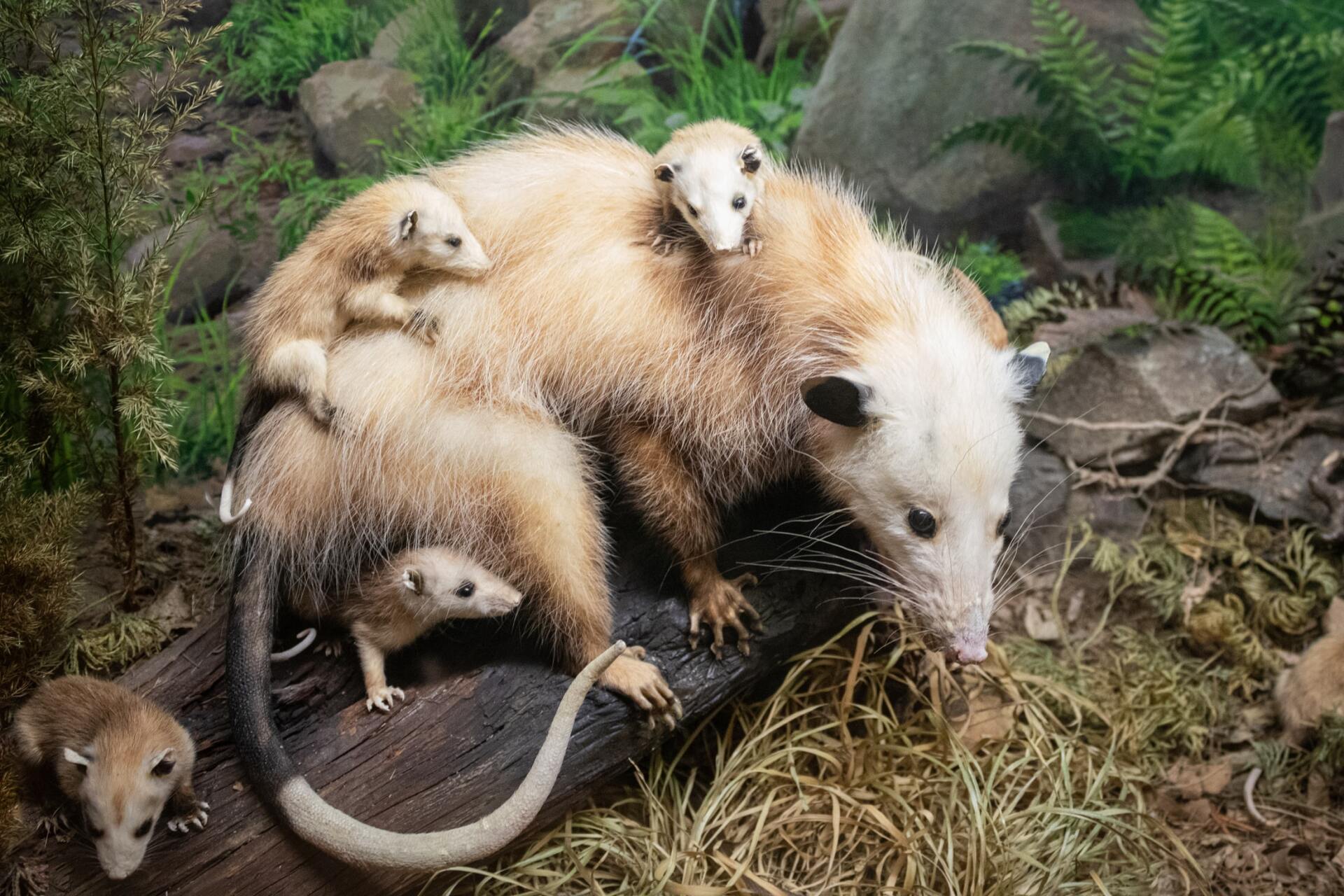Opossum with three young on its back and one near, in a woodland setting.