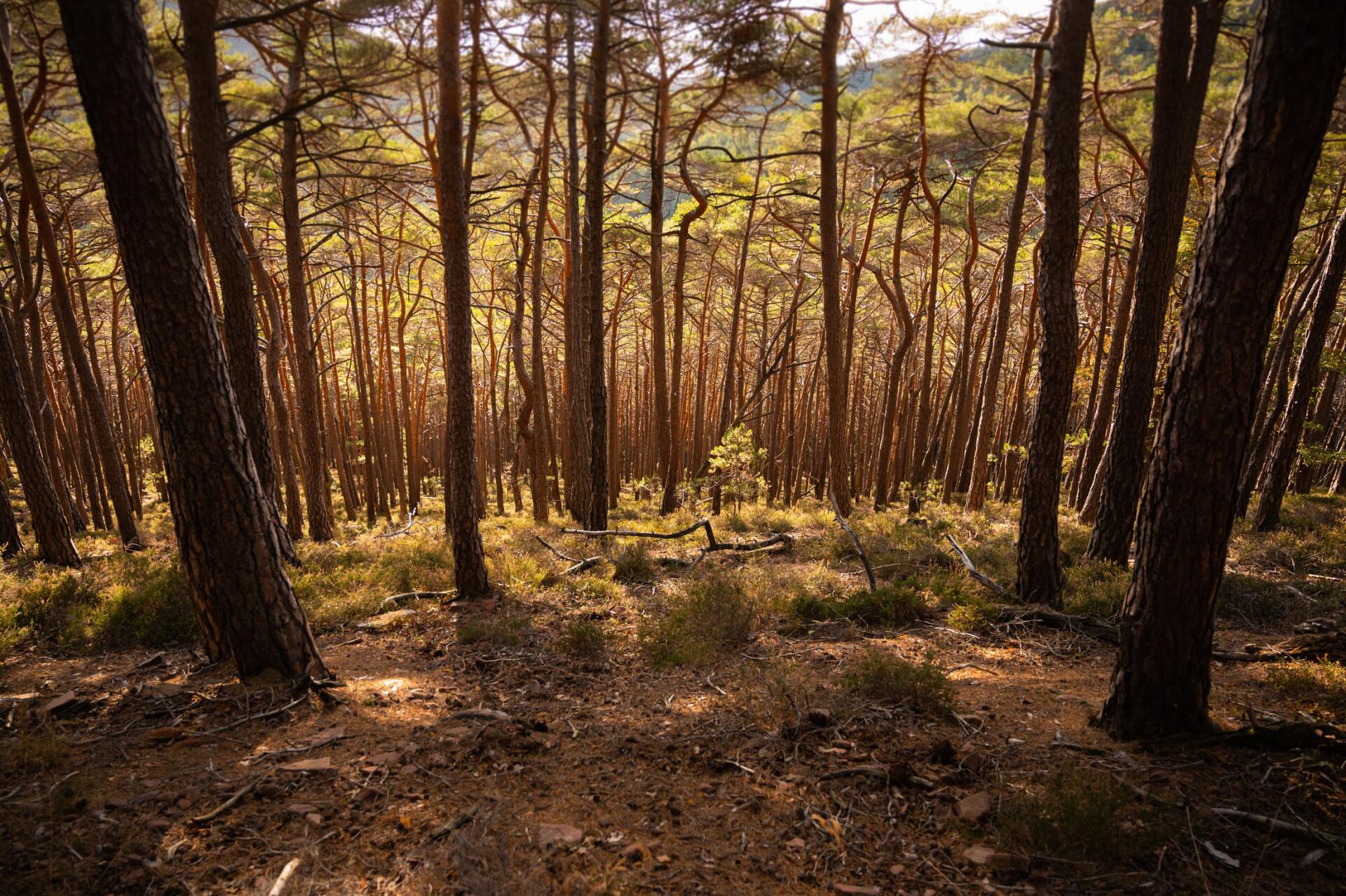 trees drought
