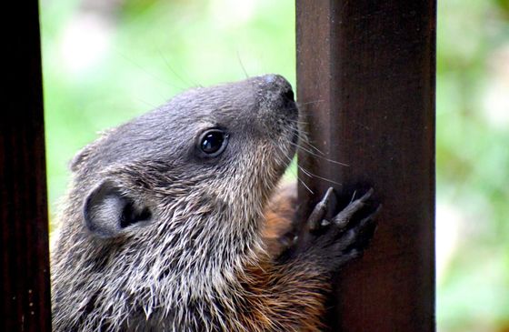 Beaver and Beaver Removal