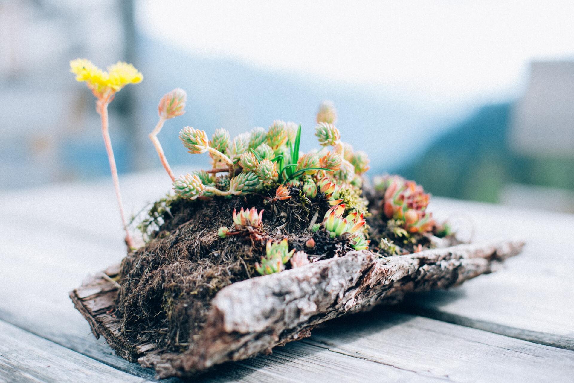 Vetplanten en een gele bloem bloeien in een plantenbak van boomschors op een houten ondergrond, met een berglandschap op de achtergrond.