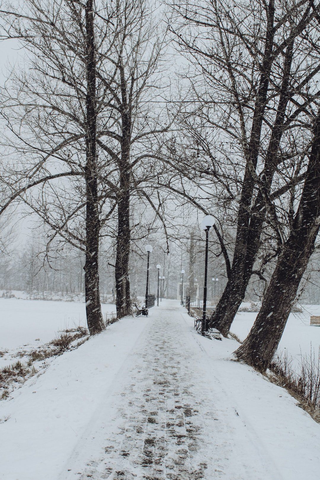 trees winter