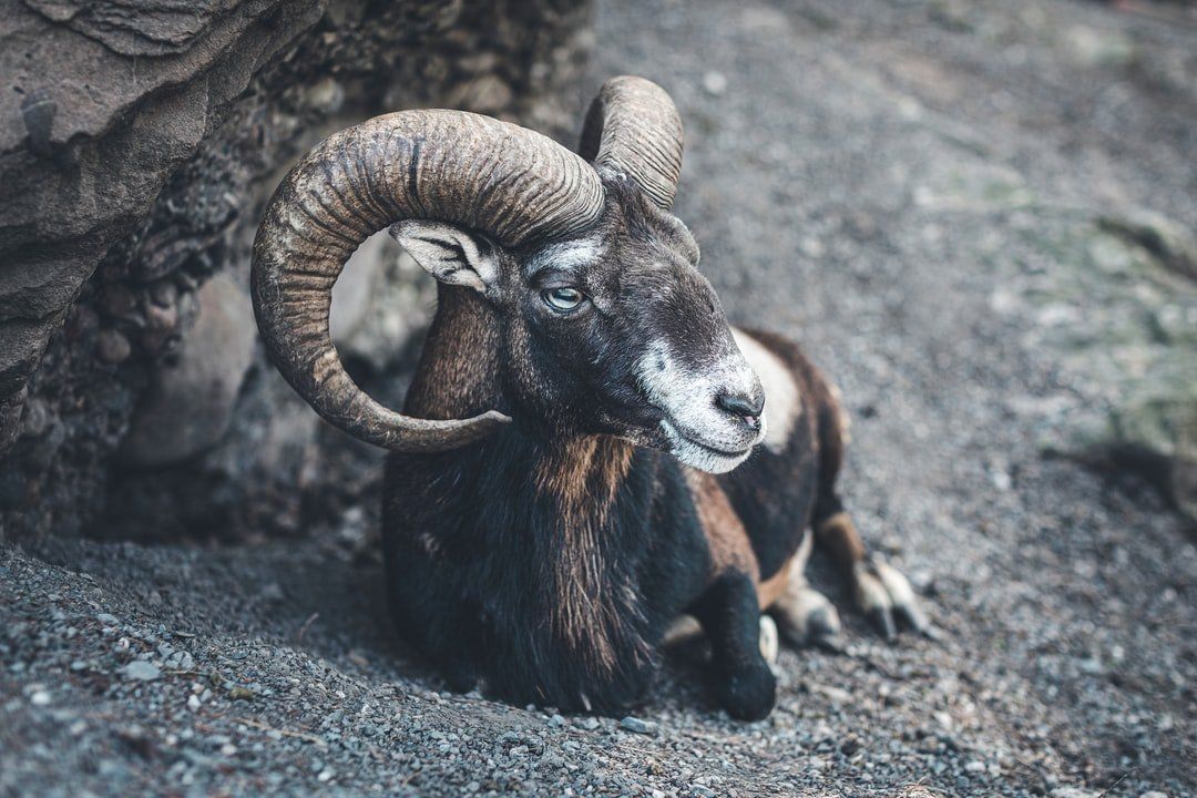 Aries the Ram