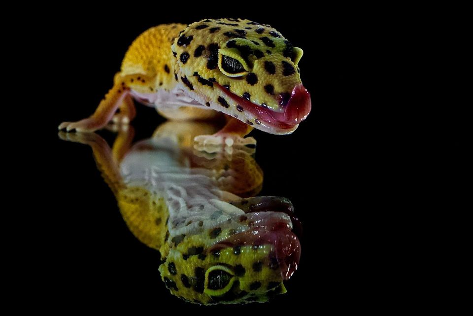 Leopardgecko online-vet.net