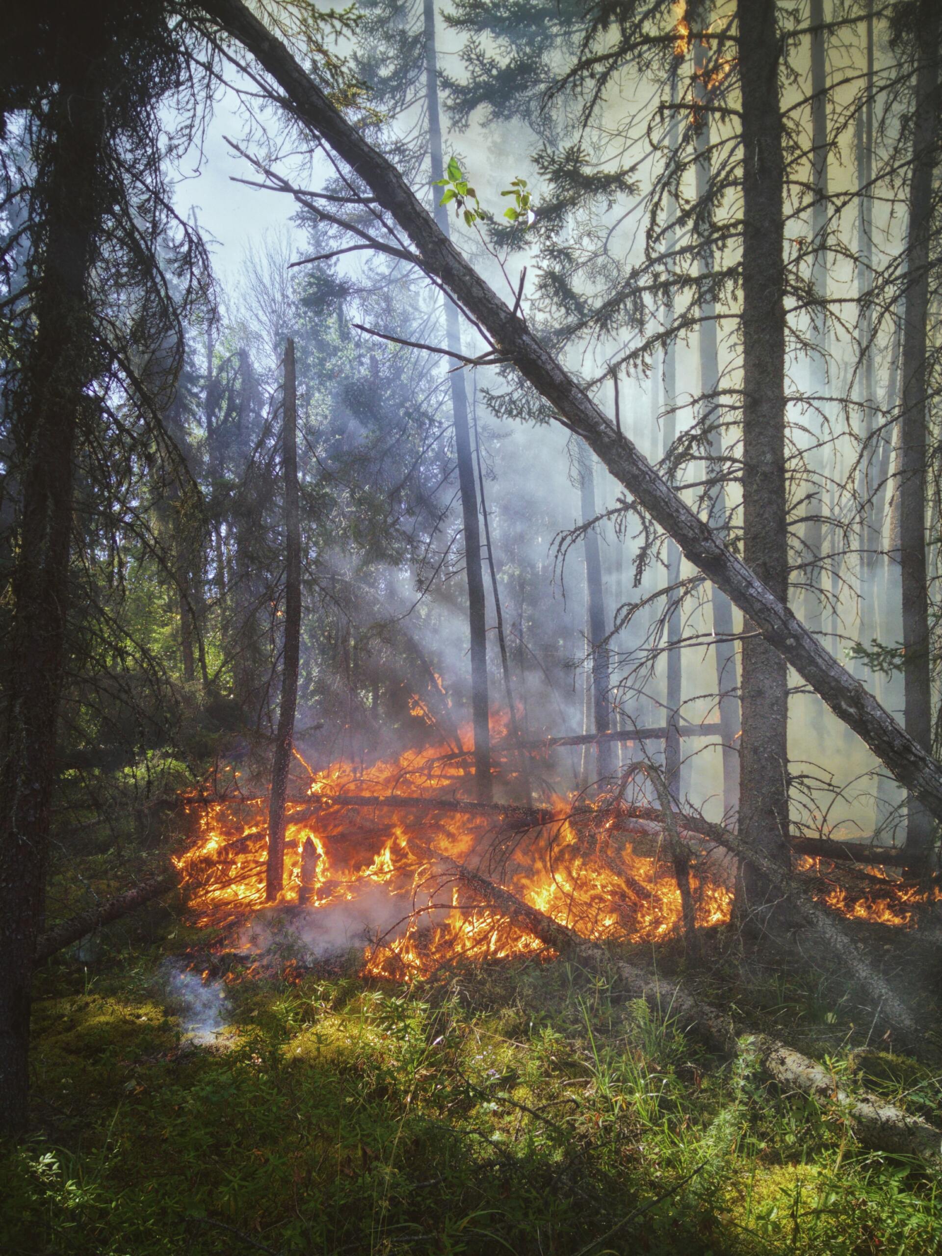 State College forest fire fallen tree