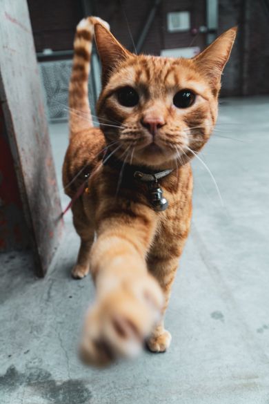 Videocall Katze online Tierarzt