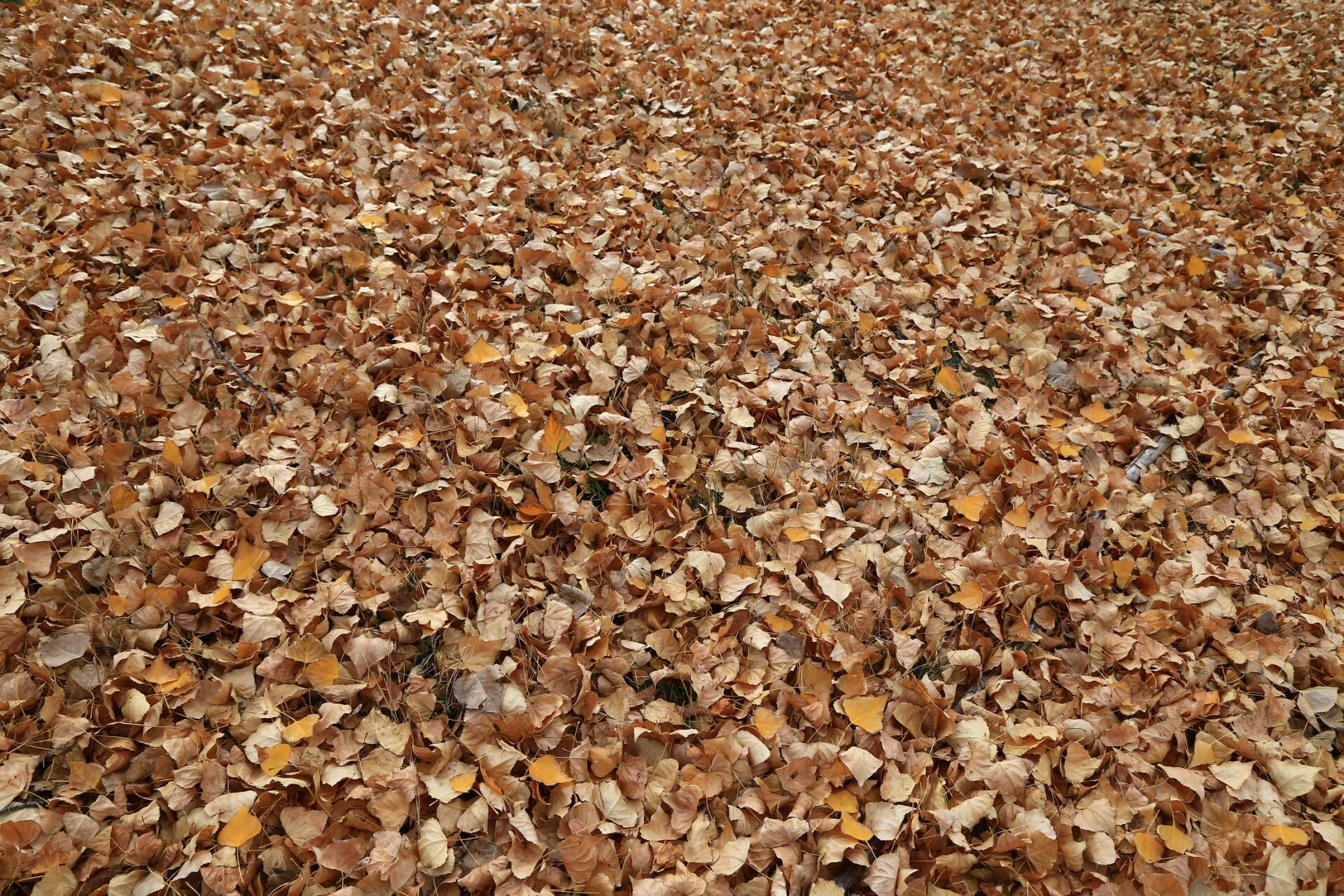 mulch