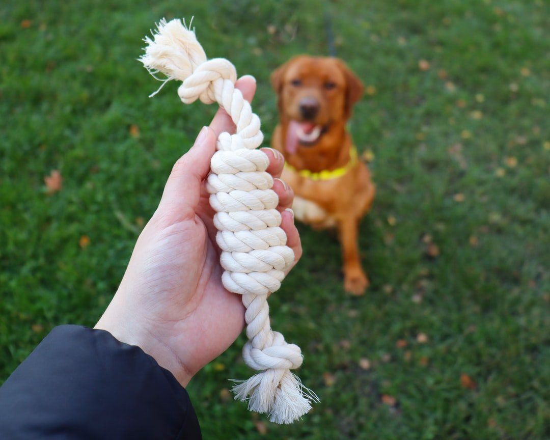 Dog Sports Dog Sports
