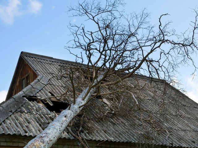 A tree has fallen on the roof of a house.