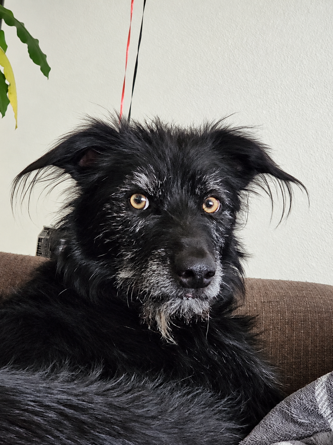 Black shaggy dog with floppy ears resting on a couch, looking at the camera
