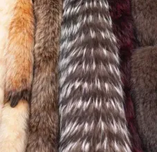 A rack of various brown fur coats hanging on clothes hangers, lined up against a soft pink wall.