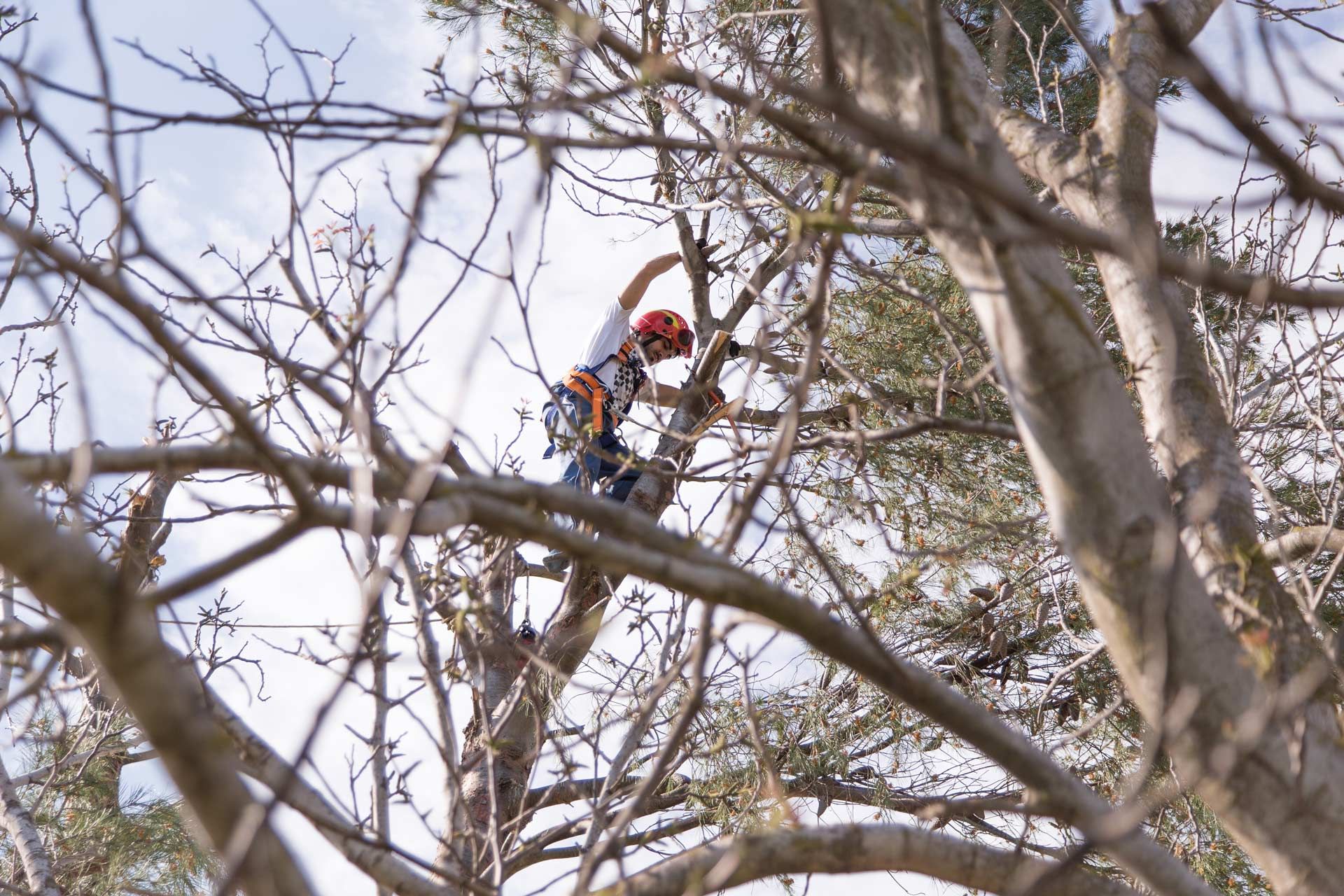A climber in a helmet and harness working high in leafless tree branches