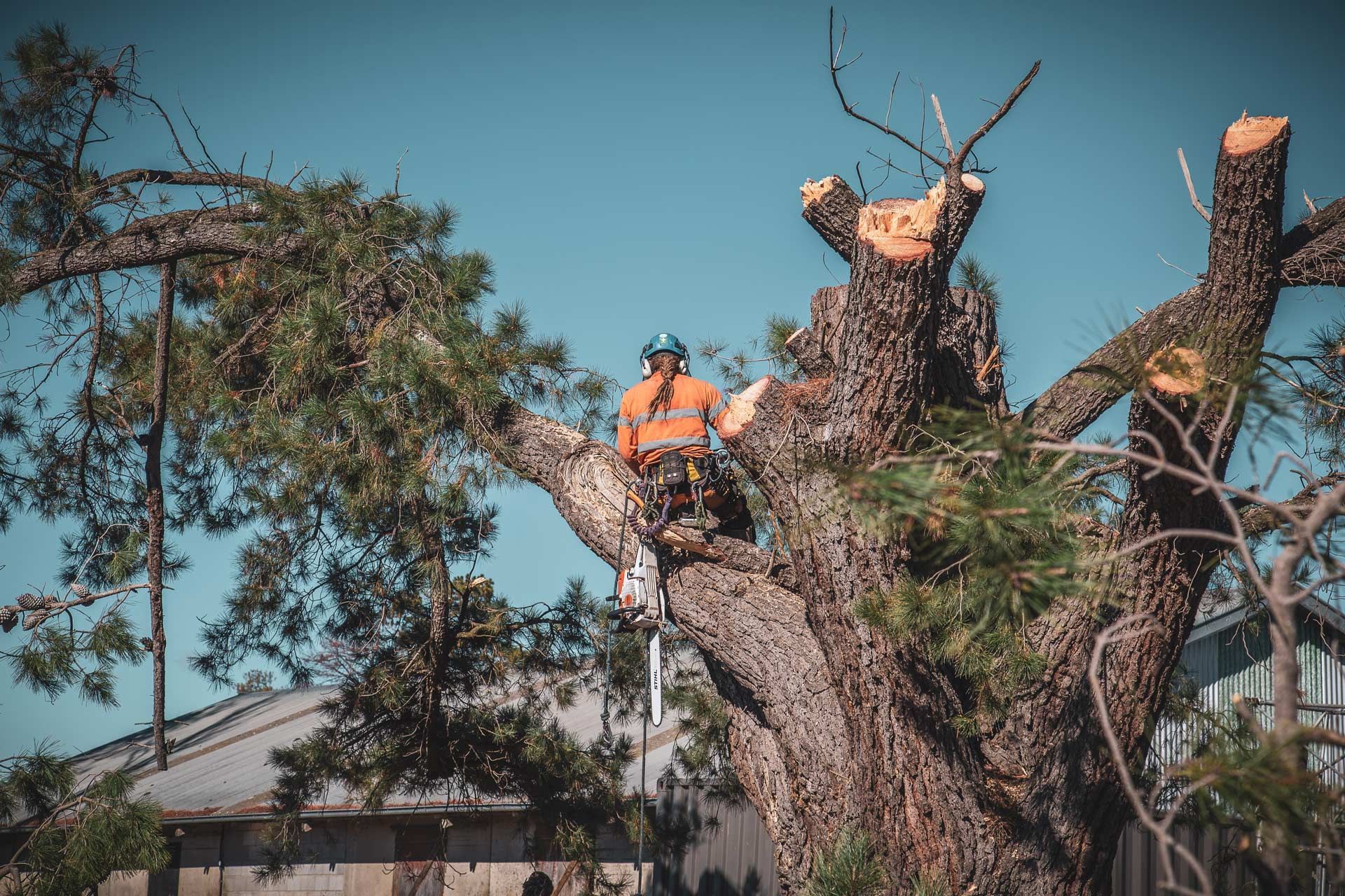 Worker in orange safety gear trimming a large tree beside a house under a blue sky.