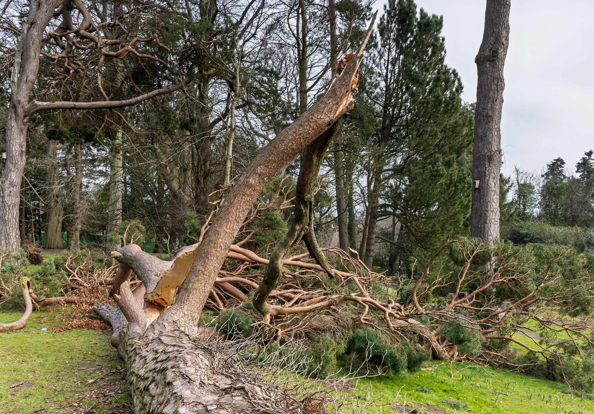 Uprooted tree trunk leaning into the forest, with fallen branches and dense greenery around it