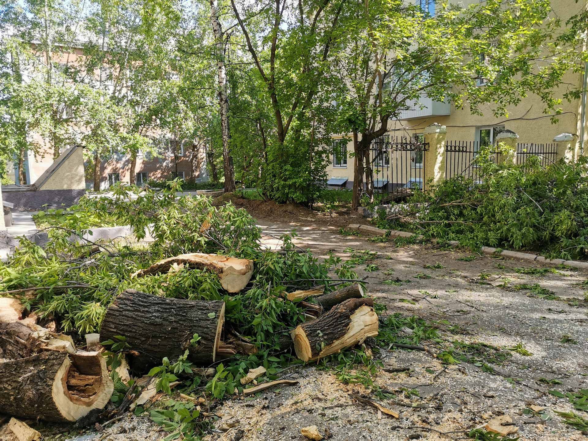 Freshly cut tree trunks and branches scattered across a leafy residential yard and driveway