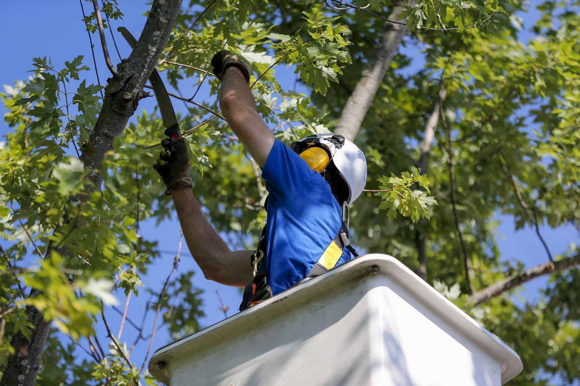 Worker in blue shirt and hard hat trimming tree branches from a bucket lift