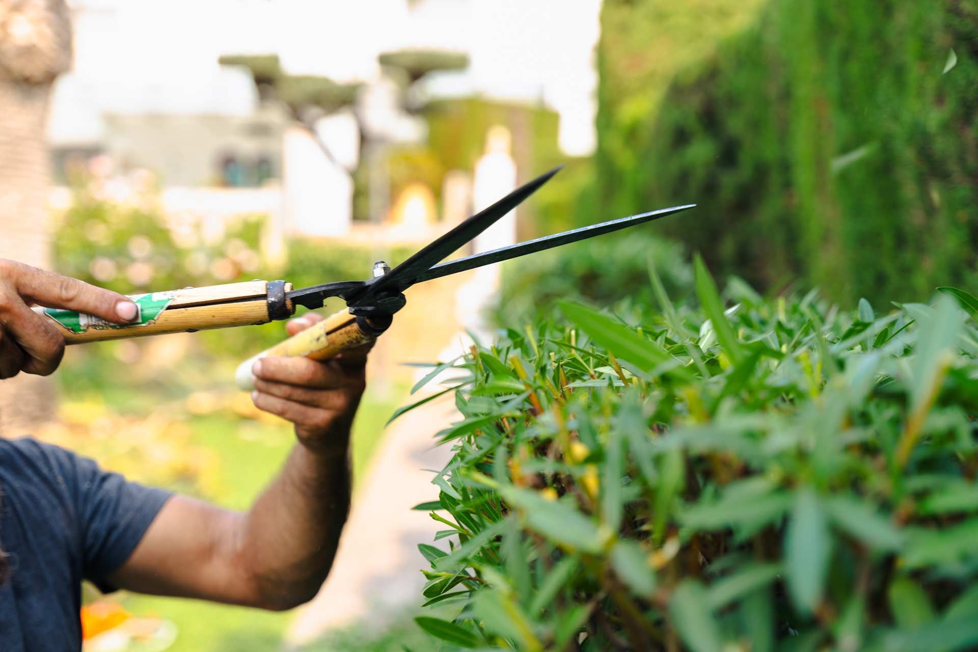 Gardener using pruning shears to trim green shrubs in a garden bed