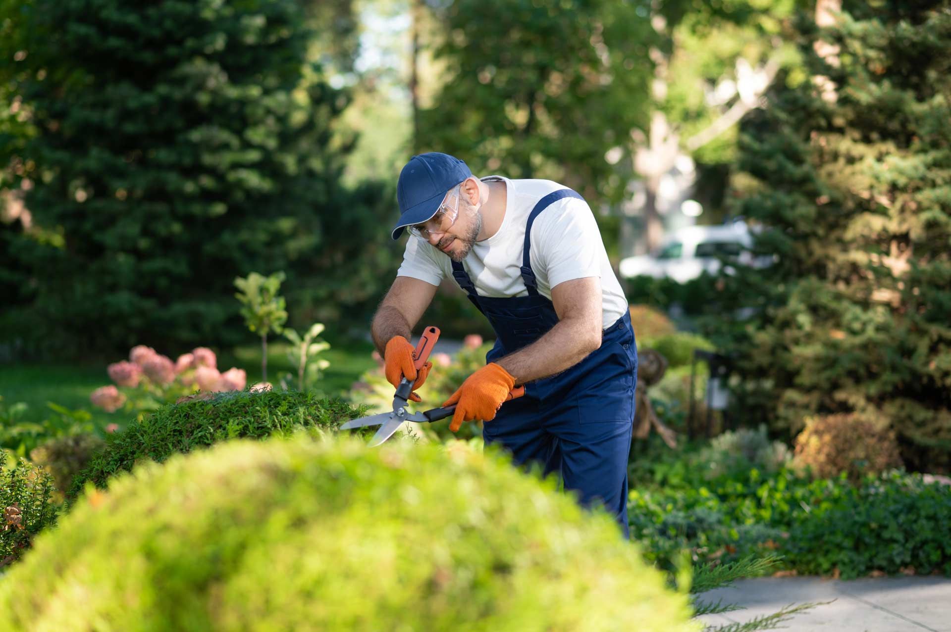 Gardener in blue overalls trimming a bright green hedge with orange shears in a sunny garden