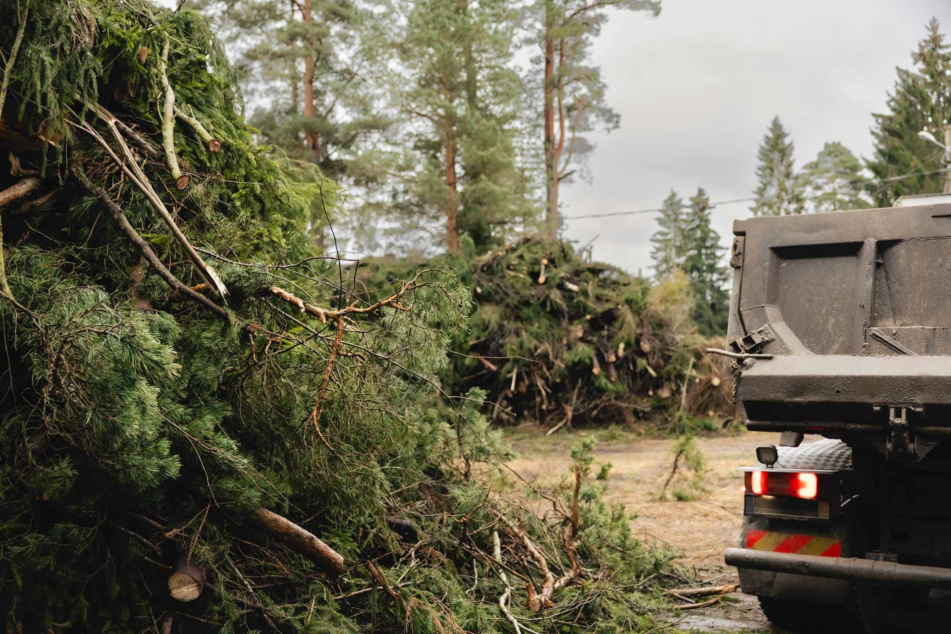 Dump truck on a muddy forest road beside a pile of cut trees and branches