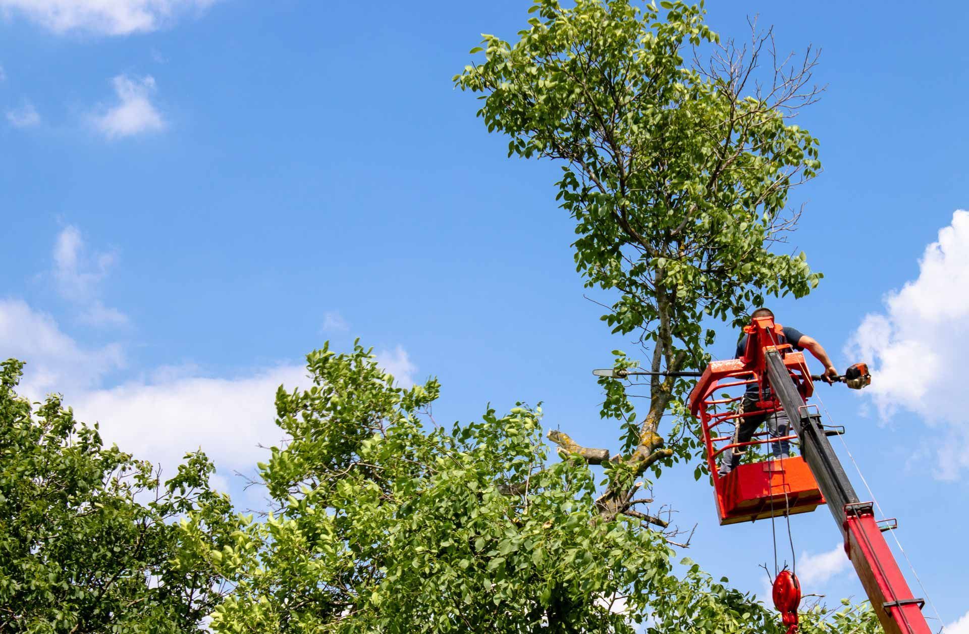 Tree worker in a red cherry picker pruning a tall green tree against a blue sky.
