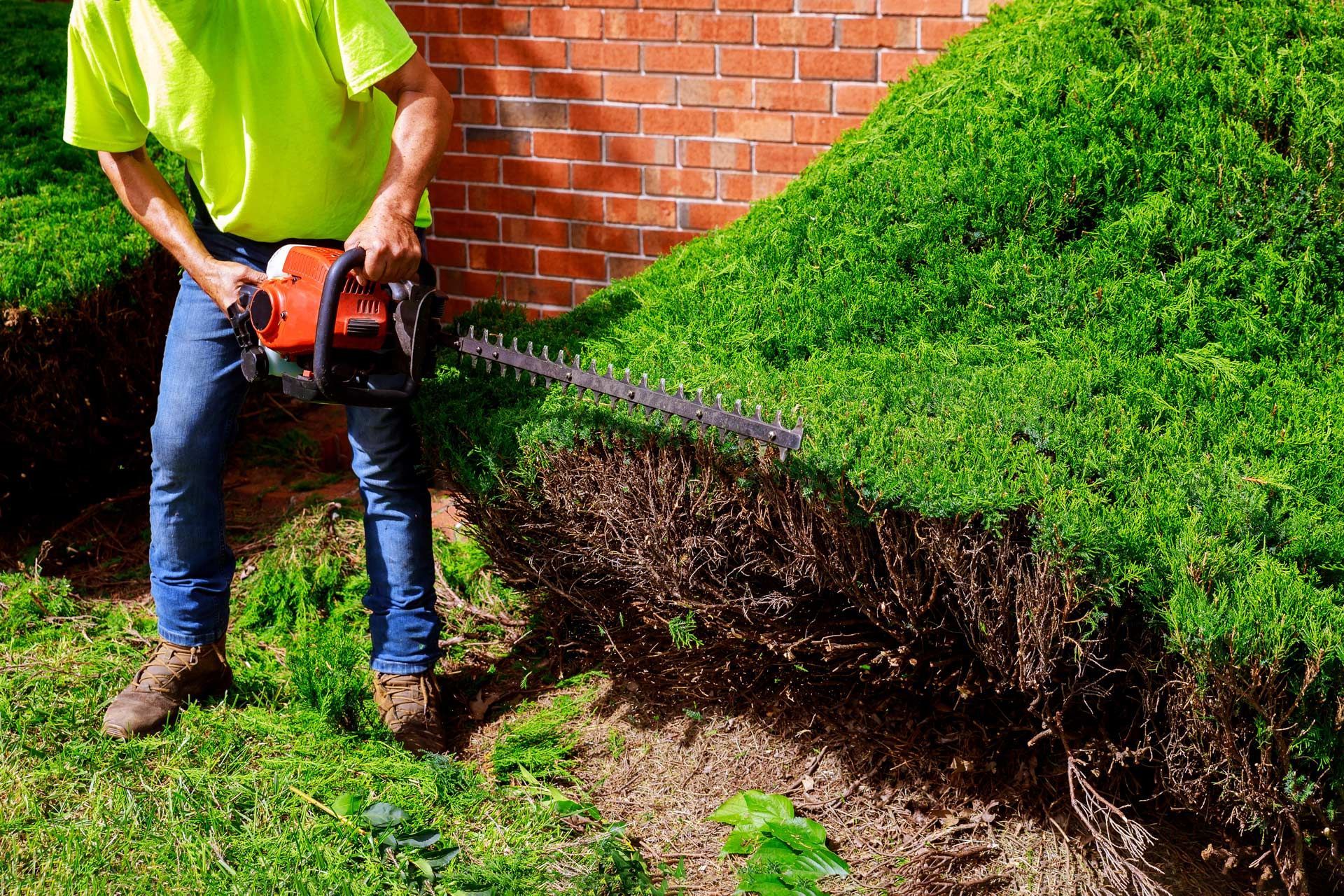 Worker trimming a dense green hedge with a red chainsaw beside a brick wall.