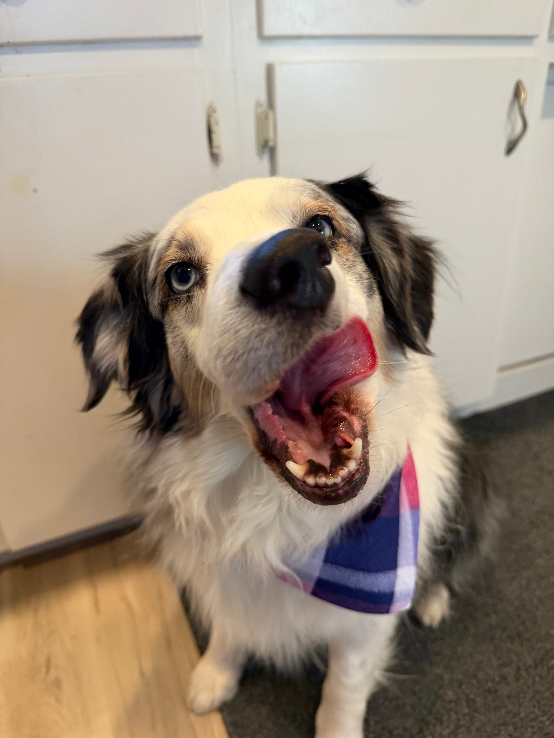 Black-and-white dog wearing a plaid bandana, sitting indoors with mouth open and head tilted by white cabinets