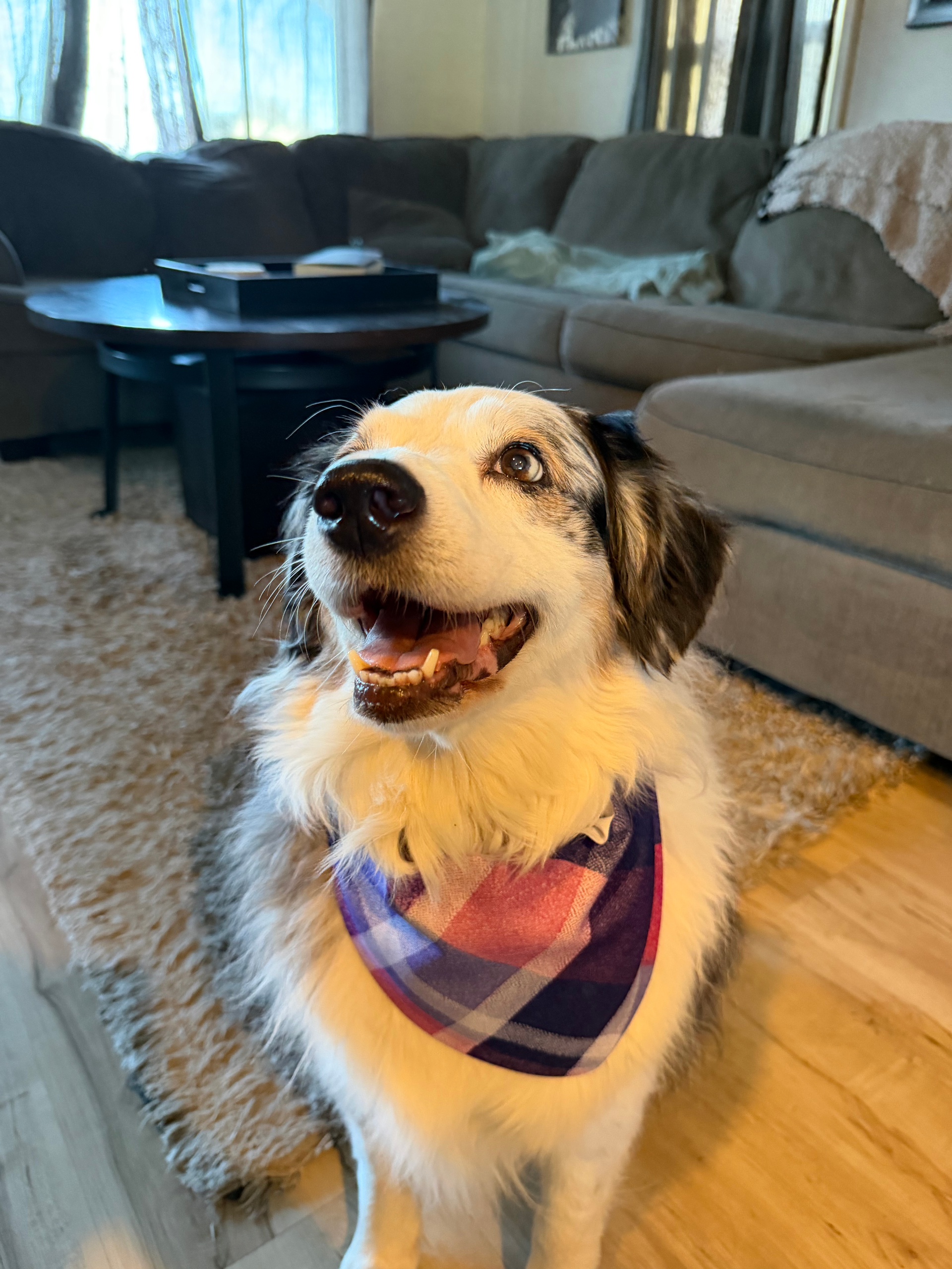 Small dog wearing a purple plaid bandana, sitting indoors and looking up happily near a couch.