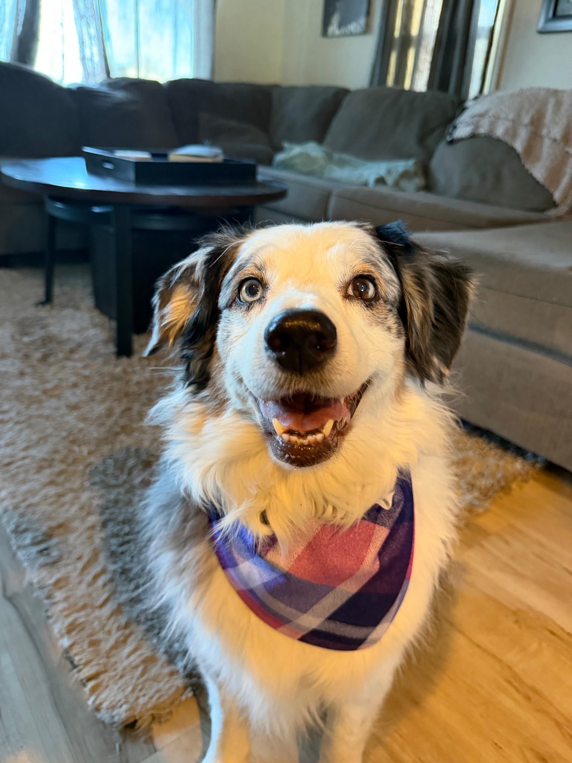 Small dog wearing a purple plaid bandana sits indoors on a couch, facing the camera and smiling.