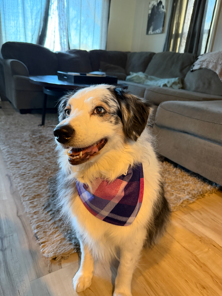 Dog wearing a purple plaid bandana stands in a living room, with a gray couch in the background