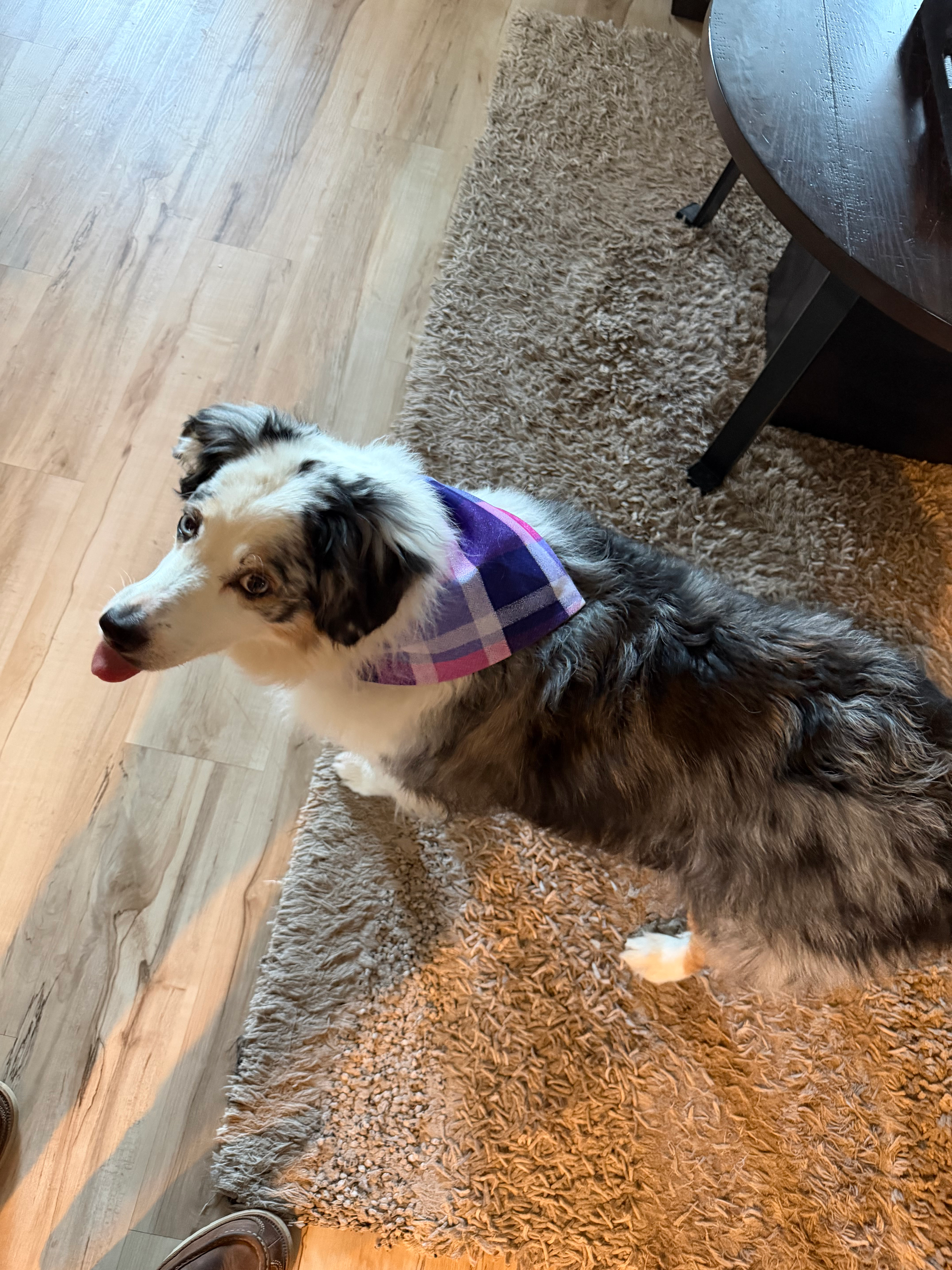 Black-and-white dog in a purple plaid bandana standing on a rug beside a table.