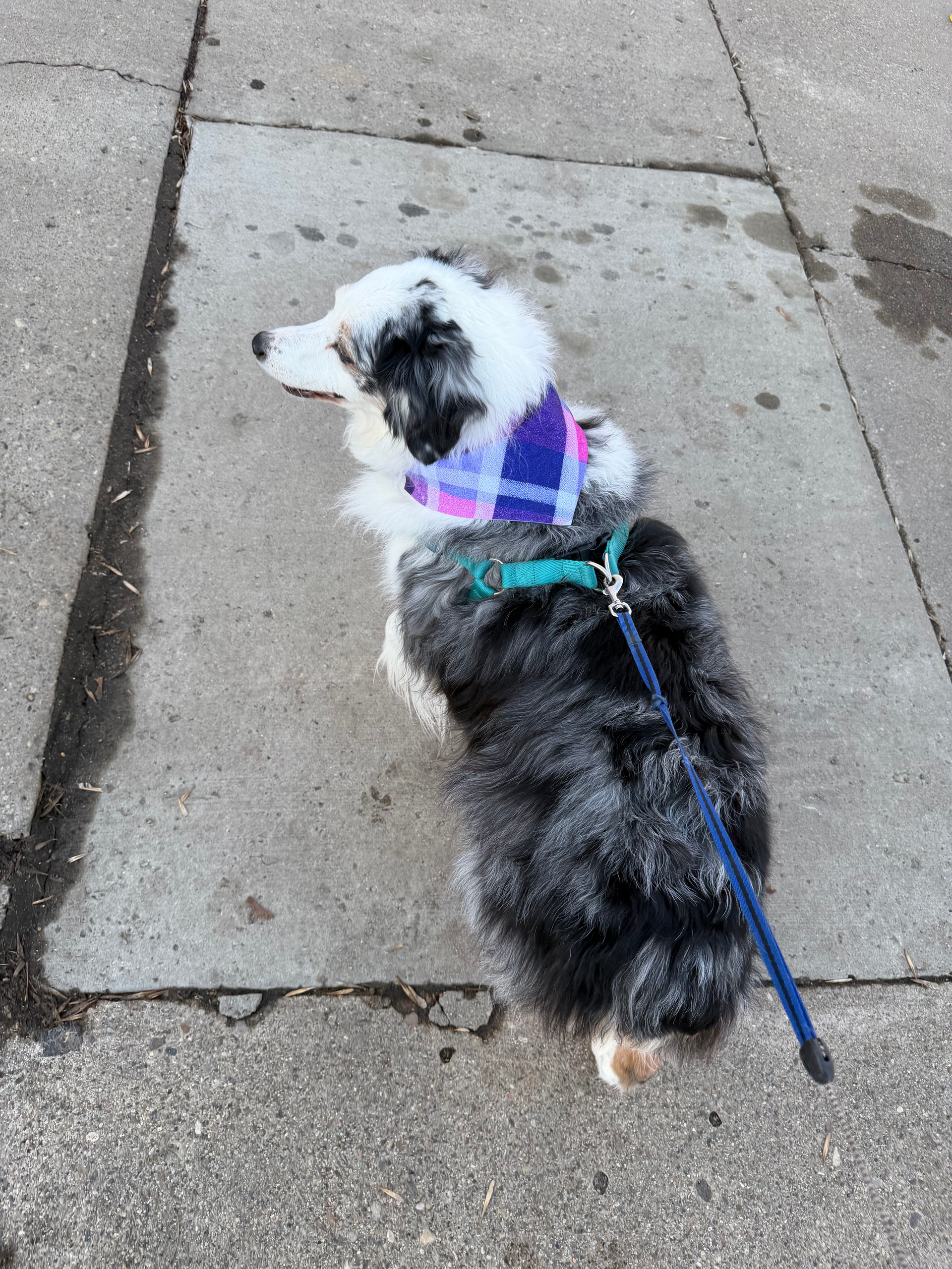 Small black-and-white dog on a leash, wearing a purple harness, standing on a sidewalk.
