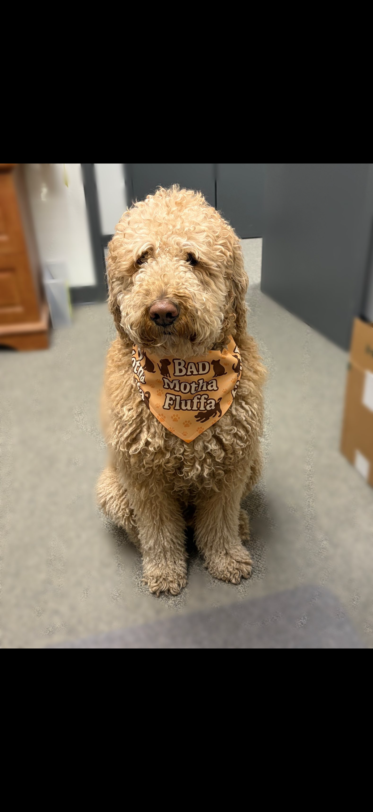 Curly tan dog wearing a patterned bandana, sitting indoors on a carpeted floor.